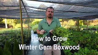 How to grow Winter Gem Boxwoods Buxus with a detailed description [upl. by Chanda]