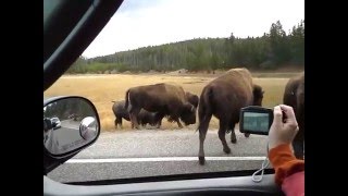 Bison vs Buffalo at Yellowstone  These are American Bison [upl. by Anileh240]