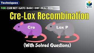 CRELOXP RECOMBINATION  cre lox system [upl. by Jacobs289]