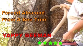 Forced Abscond From a Bee Tree Video Tutorial [upl. by Pages472]