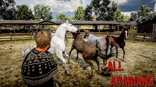 RDR2  Fastest and Rarest Arabian Horses 4k60fps [upl. by Laraine]