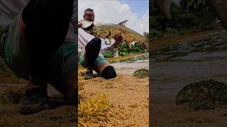 Incredible Tarpon Catch on Light Gear  Beach Fishing Adventure in Puerto Rico tarponfishing [upl. by Franek]