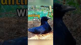 Why Crows Let Ants Bite Them Anting Explained🐜 [upl. by Eddy367]