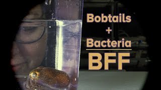 Bobtails  Bacteria  BFF [upl. by Damha]