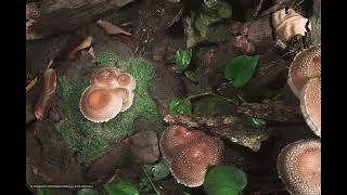 Shiitake Mushroom Growing Timelaspe  椎茸 40 [upl. by Adnolor]