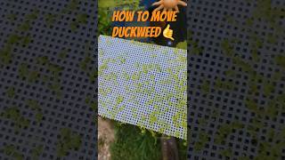 Moving Duckweed aquarium [upl. by Ardeen]