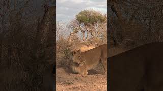 LIONS HUNTING WARTHOGS YouTube wildlife lion [upl. by Filide]