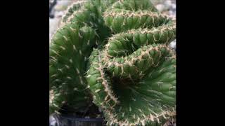 Opuntia cylindrica cristata [upl. by Ynhoj691]