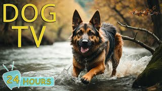 DOG TV Best Video Entertainment for Dogs  Soothing Music to Calm Dogs with Anxiety When Home Alone [upl. by Carolyn985]