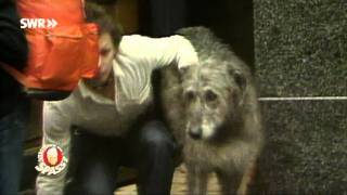 Der vertauschte Hund Klassiker von 1980  Verstehen Sie Spaß [upl. by Julieta732]