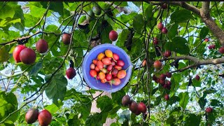 Harvest Tamarillo Tree Tomato [upl. by Annawik130]