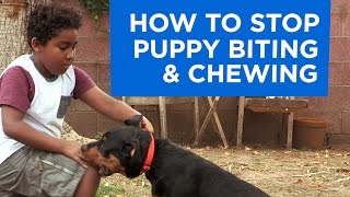 How to Stop Puppy Biting and Chewing [upl. by Vipul]