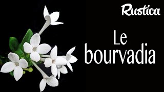 La bouvardie Bouvardia [upl. by Dur]