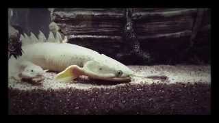 Senegalus Bichir Feeding  Lightning Strike [upl. by Lynnworth16]