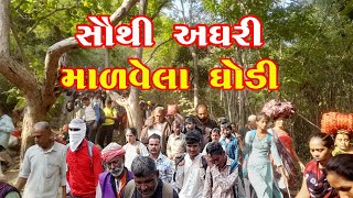 MALVELA GHODI girnarliliparikrama junagadh liliprikrama newvideo jethavakanji [upl. by Lienaj221]