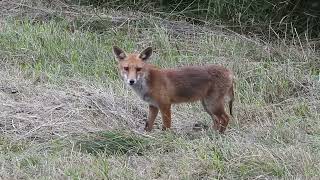 Red fox  Vulpes vulpes [upl. by Akerahs]