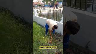 Palmyra Palm seeds plantation drive garden gardening palm [upl. by Cand]