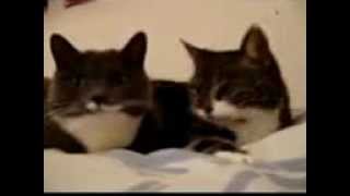 2 süße Katzen sprechen miteinander ♥ [upl. by Hadik]