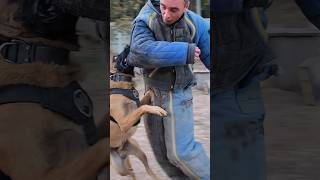 😮Wow Powerful attack of Malinois K9 Police dog training GUARDODESSA Odessa Ukraine [upl. by Alesandrini]