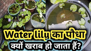 Water lily का पौधा क्यों खराब हो जाता हैं  अब एक भी पौधा खराब नहीं होगा 😱 waterlilyplant viral [upl. by Carin]