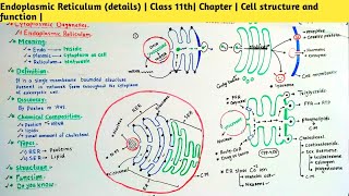 Endoplasmic Reticulum details Class 11th Chapter Cell structure and function [upl. by Inalej271]