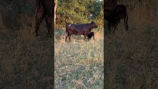 FirstTime Mom Watch Ruby 509K Nurse Her Newborn Brangus Bull Calf [upl. by Ainegue]