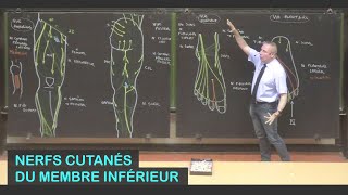 Anatomie des nerfs cutanés du membre inférieur Membre inférieur 12 [upl. by Dedie]