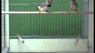 Zebra Finch Pair Courtship  Mounting [upl. by Ilanos56]