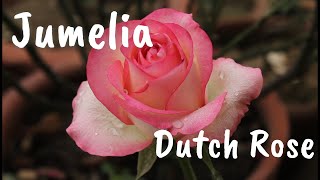 Witness the World Famous Jumelia Rose The Dutch Beauty Unveiled [upl. by Ishii]