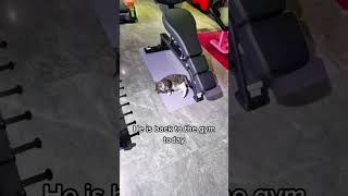 werecat funnypets funny nocat petvideos pets [upl. by Bond]