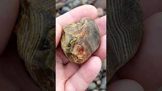 AWESOME Agate Find 😍 agate rockhounding rocks geology beachcombing nature crystals shorts [upl. by Barra918]