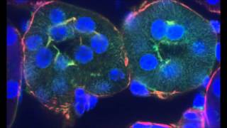 Mouse Kidney axial sectioning [upl. by Adnohr]