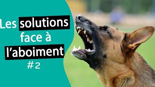 Comment stopper les aboiements de mon chien 2  Dr COZ [upl. by Rodman]