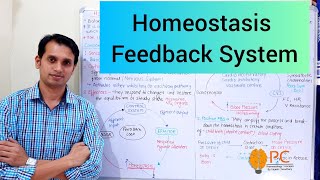 Homeostasis Components and Feedback Mechanism of Cellular Homeostasis [upl. by Icam]