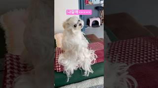 털찌니는 나갈래ㅋㅋㅋ 말하는고양이 강아지 미코 maltese pets 뒤돌아보는강아지 [upl. by Llenrep]