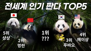 푸바오 3위 전세계에서 가장 인기 많은 판다 TOP 5 [upl. by Nuaj]