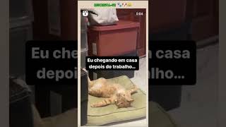 🔴 TENTE NÃO RIR  Animais Engraçados Ep297 🐾🐶😹 [upl. by Assele]