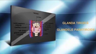 Lecția 15 Glanda tiroidă și glandele paratiroide [upl. by Giaimo732]