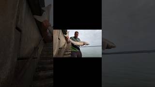 Knab Rock TOPE Shore caught shark seafishingvideos seafishinguk fishing viral seafishing [upl. by Nahtanod]