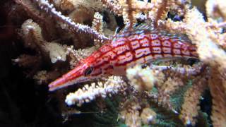 Oxycirrhites typus Longnose Hawkfish [upl. by Preuss]