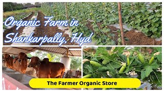 Organic Farm in Shankarpally Hyderabad  The Farmer Organic Store [upl. by Cath]