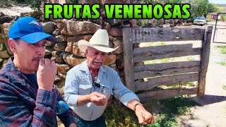 COMIDAS DE LOS NIÑOS DE RANCHO  Desde ROEDORES hasta FRUTAS VENENOSAS [upl. by Airtemak]