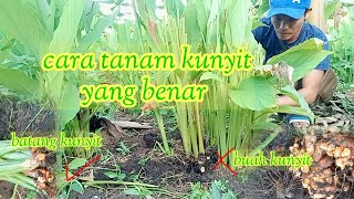 tutorialcara tanam kunyit dari batang agar cepat panen [upl. by Donn]