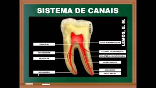 Endodontia introdução aos instrumentos e anatomia [upl. by Lorna]