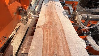 Sawmilling An AMAZING Golden Birch  355 [upl. by Stav]