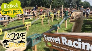 Ferret Racing  Matlock Farm Park [upl. by Pillyhp270]