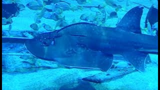 Bowmouth Guitarfish [upl. by Namlaz211]