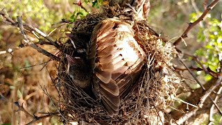 Little bulbul cover his full body to protect from critical sun rays BirdPlusAnimals [upl. by Yruoc]