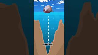 blobfish shortvideo [upl. by Fonzie]