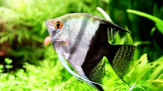 5 Fascinating Facts About Angelfish You Didnt Know [upl. by Giwdul]